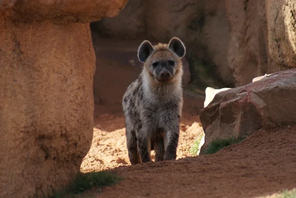 Gespot hyena - Crocuta crocuta — Stockfoto