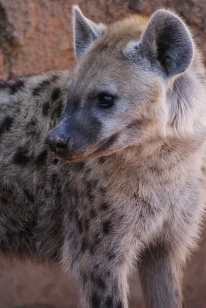 Spotted Hyena - Crocuta crocuta — Stock Photo, Image