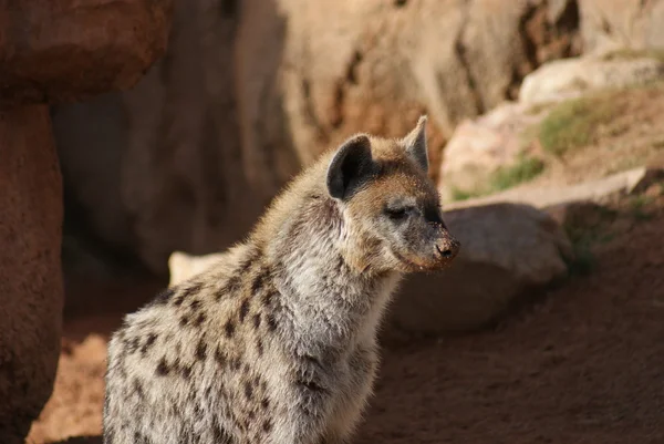 Fläckig hyena - Crocuta crocuta — Stockfoto