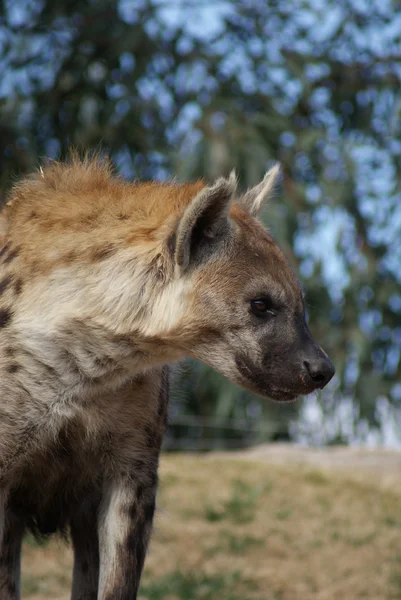 Skvrnitá hyena - Crocuta crocuta — Stock fotografie