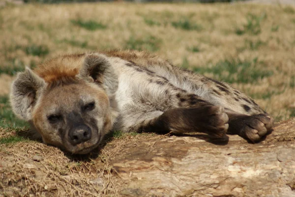 Fläckig hyena - Crocuta crocuta — Stockfoto