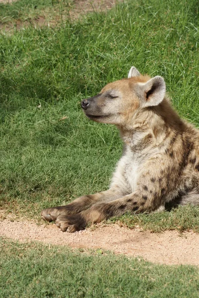 Hyène tachetée - Crocuta crocuta — Photo