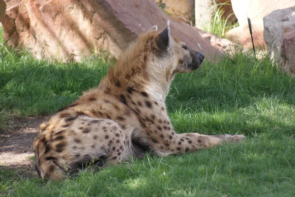 Fläckig hyena - Crocuta crocuta — Stockfoto