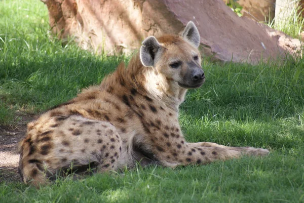 Fläckig hyena - Crocuta crocuta — Stockfoto