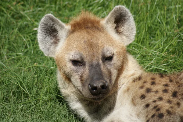 Gespot hyena - Crocuta crocuta — Stockfoto