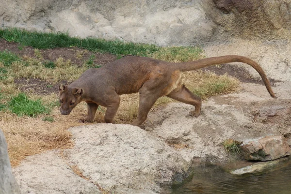 ฟอสซา - Cryptoprocta ferox — ภาพถ่ายสต็อก