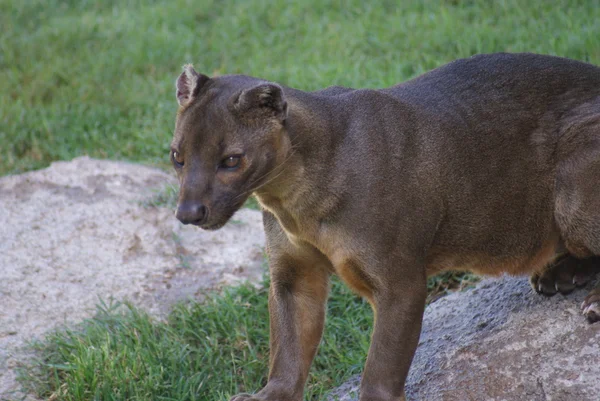 Fossa - Cryptoprocta ferox — Stockfoto