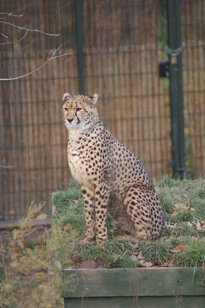 Nero-backed jackal - canis mesomelas — Foto Stock