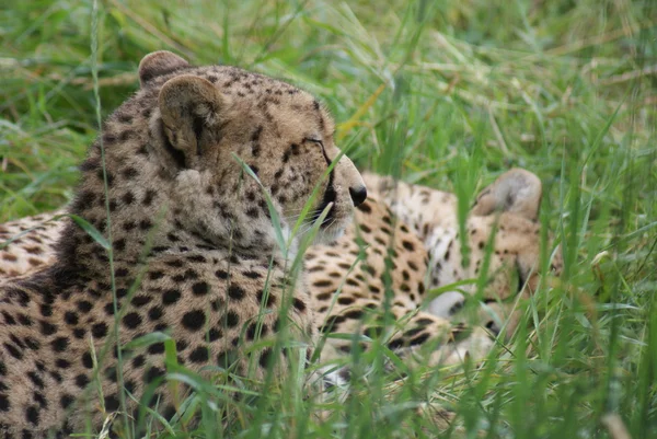 Cheetah - Acinonyx jubatus — Φωτογραφία Αρχείου