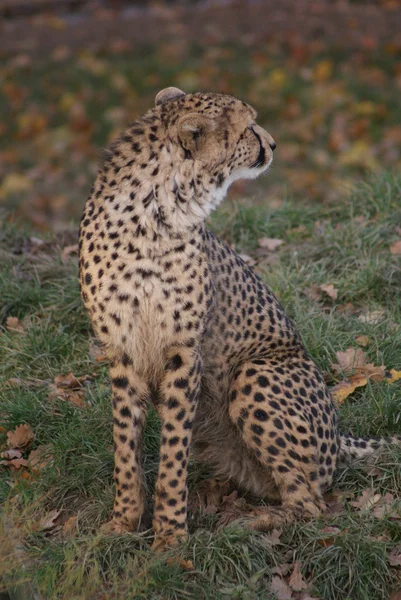 猎豹-猎豹属 jubatus — 图库照片