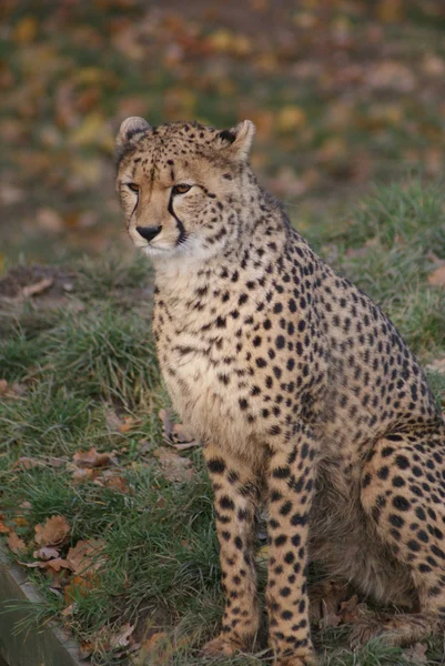 Gepard - acinonyx jubatus — Zdjęcie stockowe