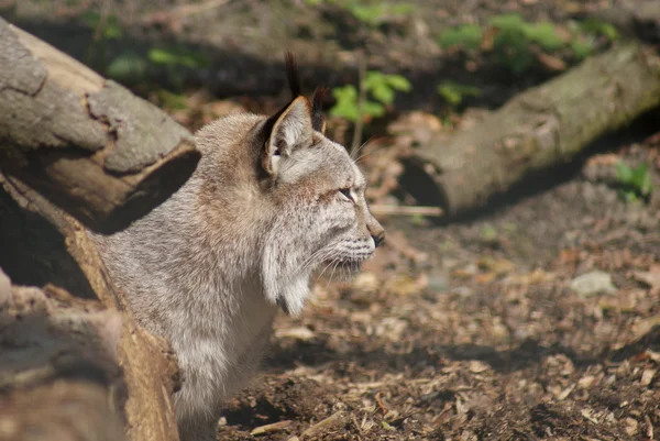 Eurázsiai hiúz - Lynx lynx — Stock Fotó