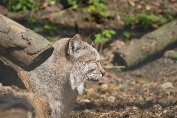 Eurasian Lynx - Lynx lynx — Stock Photo, Image