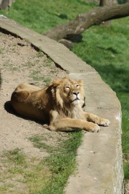 Asya aslanı - panthera leo persica