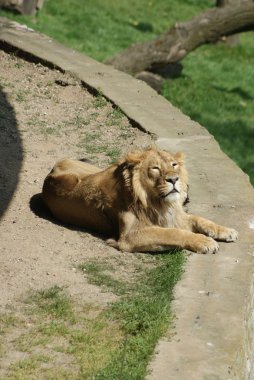 Asya aslanı - panthera leo persica