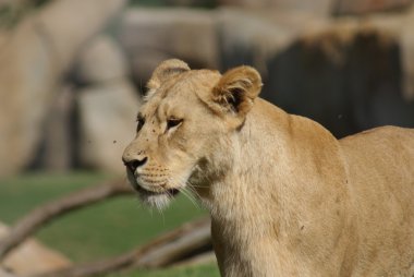 Katanga aslanı - panthera leo bleyenbergh
