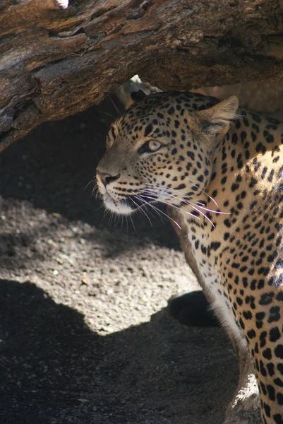 Leopard - Panthera pardus — Stock Photo, Image