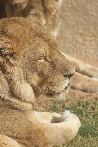 Afrikai oroszlán - Panthera leo — Stock Fotó