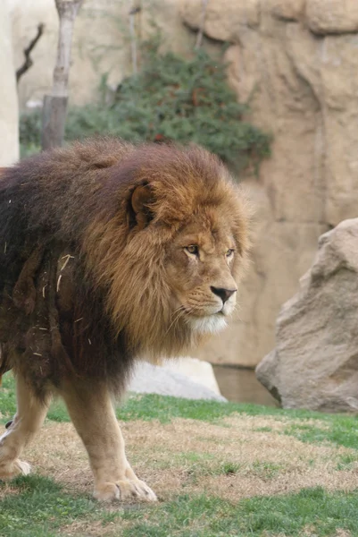 Afrikanischer Löwe - Panthera leo — Stockfoto