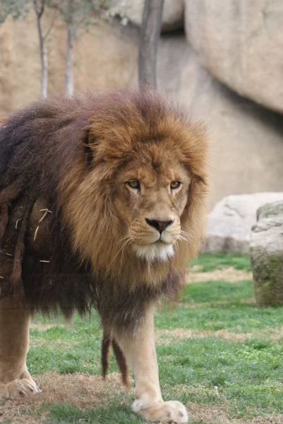 Afrikai oroszlán - Panthera leo — Stock Fotó