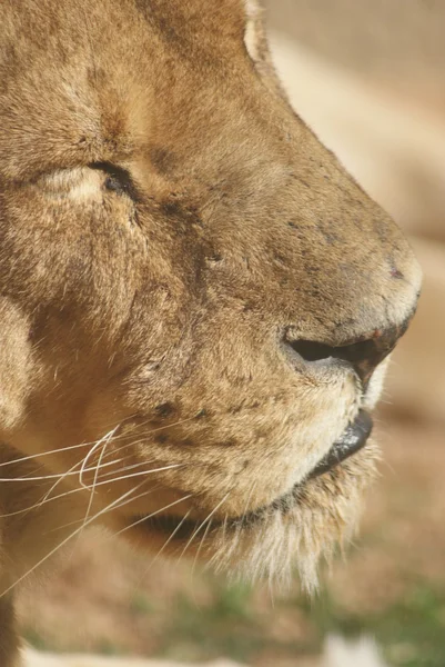 Африканский льон - Panthera leo — стоковое фото