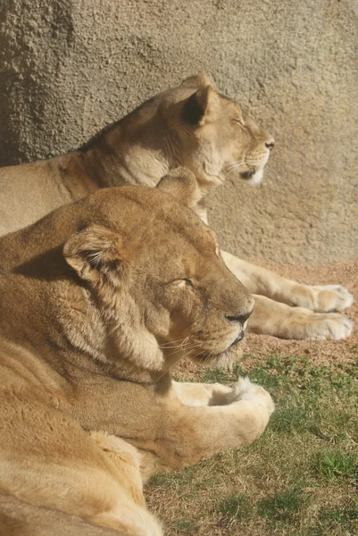 Африканский льон - Panthera leo — стоковое фото