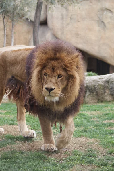 Cachorro león asiático - Panthera leo persica — Foto de Stock