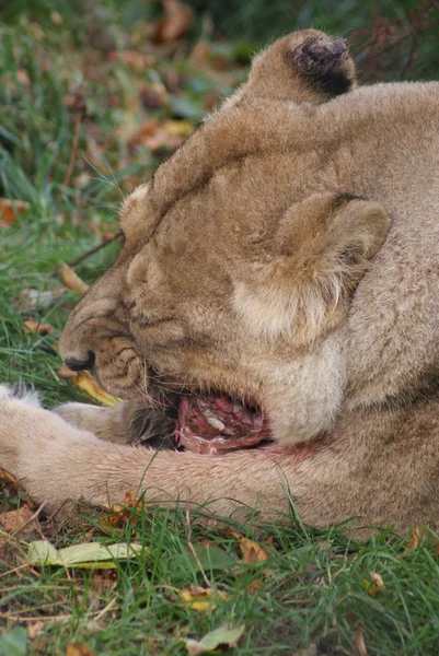 León asiático - Panthera leo persica —  Fotos de Stock