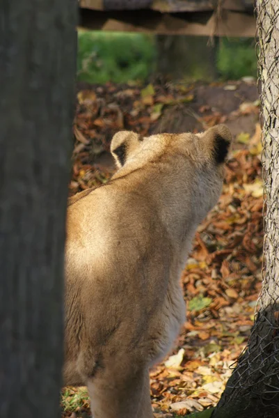 Aziatische leeuw - panthera leo persica — Stockfoto