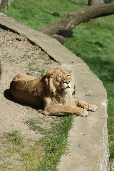 León asiático - Panthera leo persica — Foto de Stock