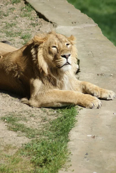 Lev indický - panthera leo persica — Stock fotografie