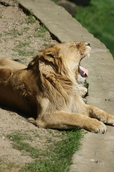 Lew azjatycki - panthera leo persica — Zdjęcie stockowe