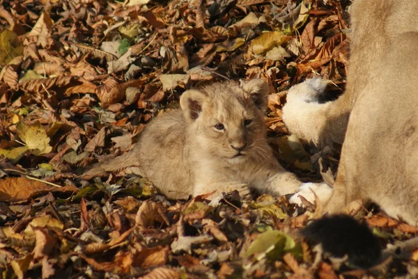 Asiatiska lejon cub - panthera leo persica — Stockfoto