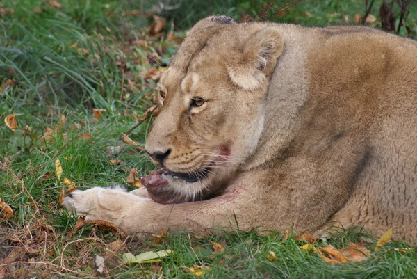 Lew azjatycki - panthera leo persica — Zdjęcie stockowe