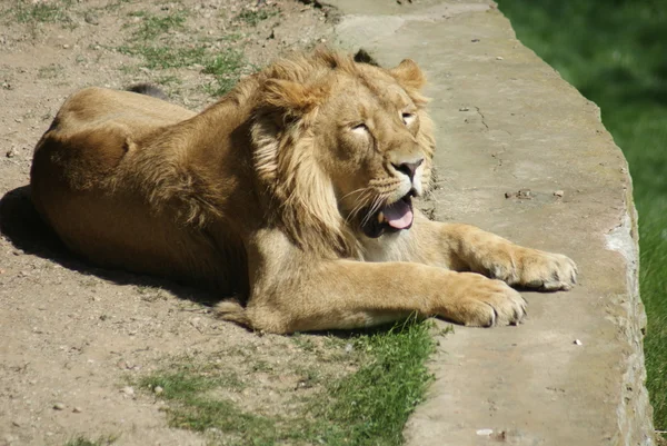 Asiatischer Löwe - Panthera leo persica — Stockfoto