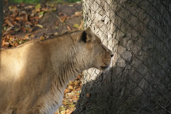 Lev indický - panthera leo persica — Stock fotografie