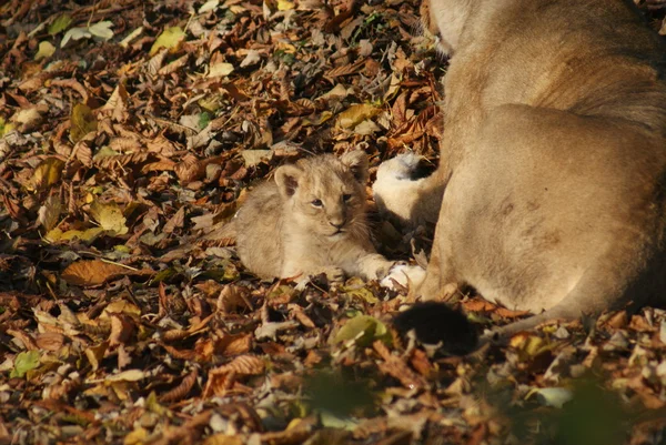 Asiatisches Löwenbaby - Panthera leo persica — Stockfoto