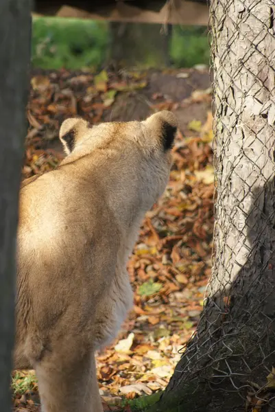 Aziatische leeuw - panthera leo persica — Stockfoto