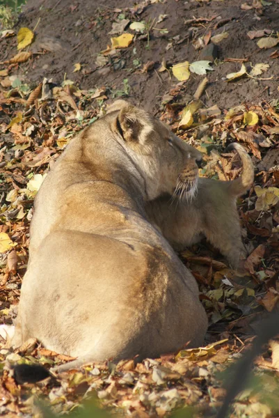 Filhote de leão asiático - Panthera leo persica — Fotografia de Stock