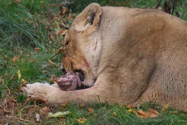 Asiatic Lion - Panthera leo persica — Stock Photo, Image