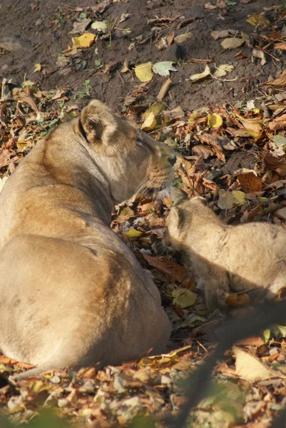 Cucciolo di leone asiatico - Panthera leo persica — Foto Stock