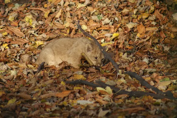 Ázsiai oroszlán kölyök - persica Panthera leo — Stock Fotó