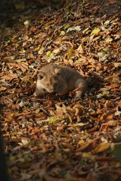 Aziatische leeuw cub - panthera leo persica — Stockfoto