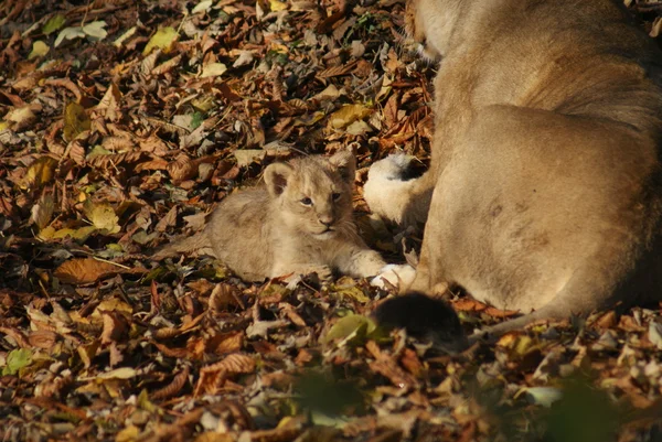 Cucciolo di leone asiatico - Panthera leo persica — Foto Stock