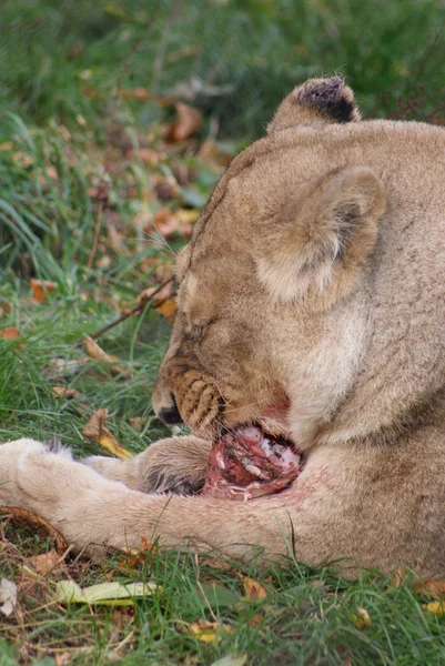 Aziatische leeuw - panthera leo persica — Stockfoto