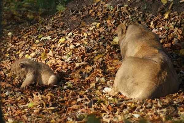 Aziatische leeuw cub - panthera leo persica — Stockfoto