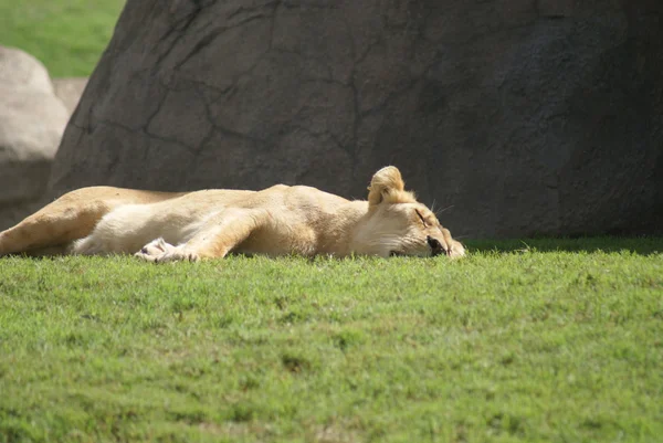 Katanga lva - panthera leo bleyenbergh — Stock fotografie