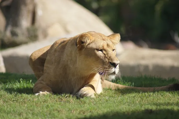 Katanga aslanı - panthera leo bleyenbergh — Stok fotoğraf