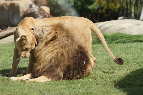 Leone Katanga - Panthera leo bleyenbergh — Foto Stock