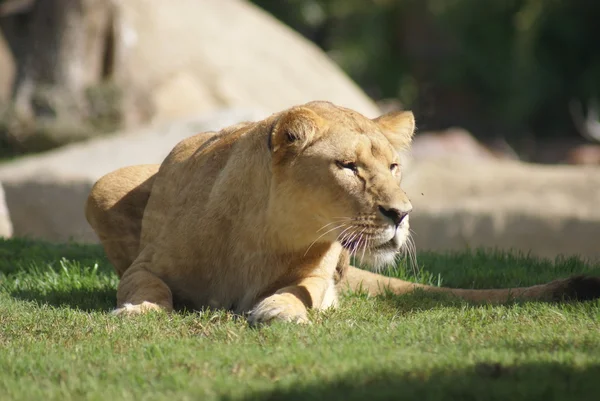 Lion Katanga - Panthera leo bleyenbergh — Photo